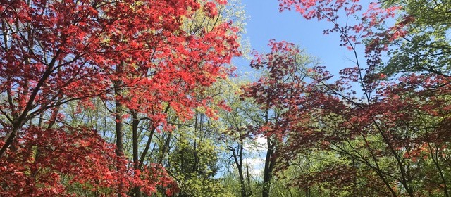 Fall leaves